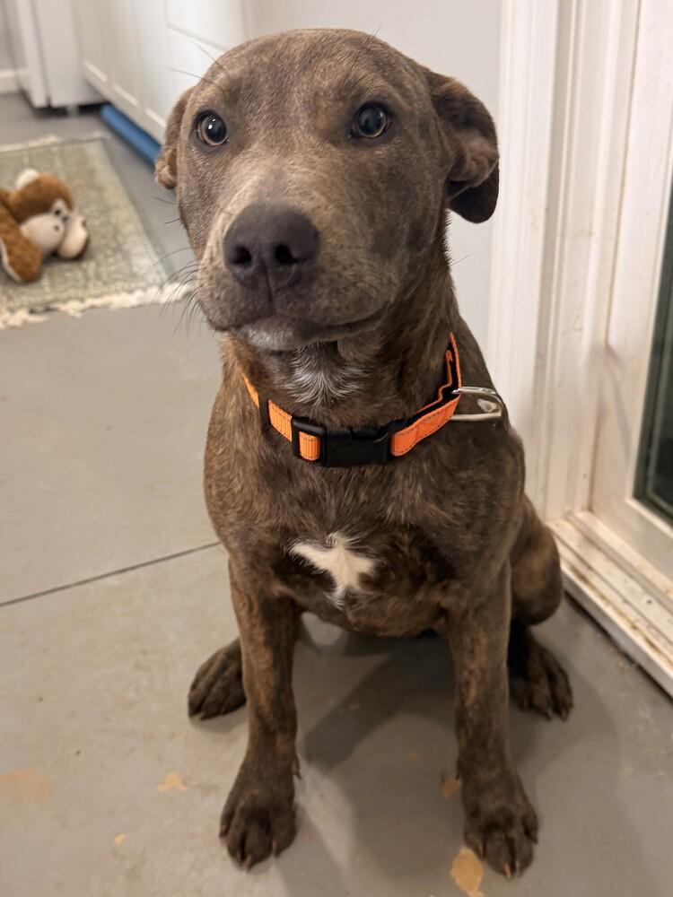 Star, a Adoptable mixed breed in Hartwell, GA image 6/6