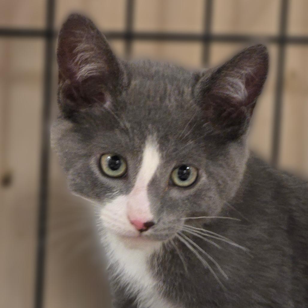 Calvin, a Adoptable Domestic Short Hair in Wickenburg, AZ image 1/2