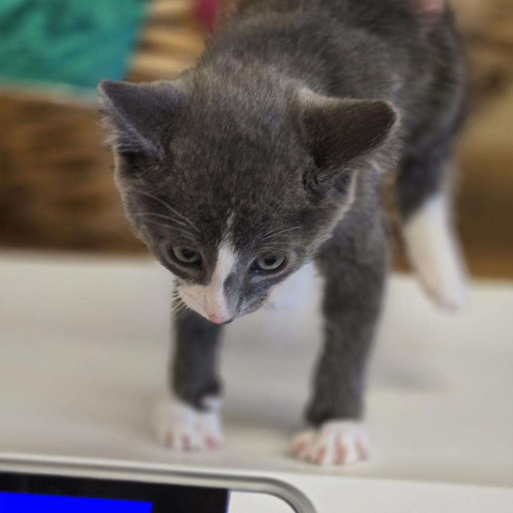 Calvin, a Adoptable Domestic Short Hair in Wickenburg, AZ image 2/2