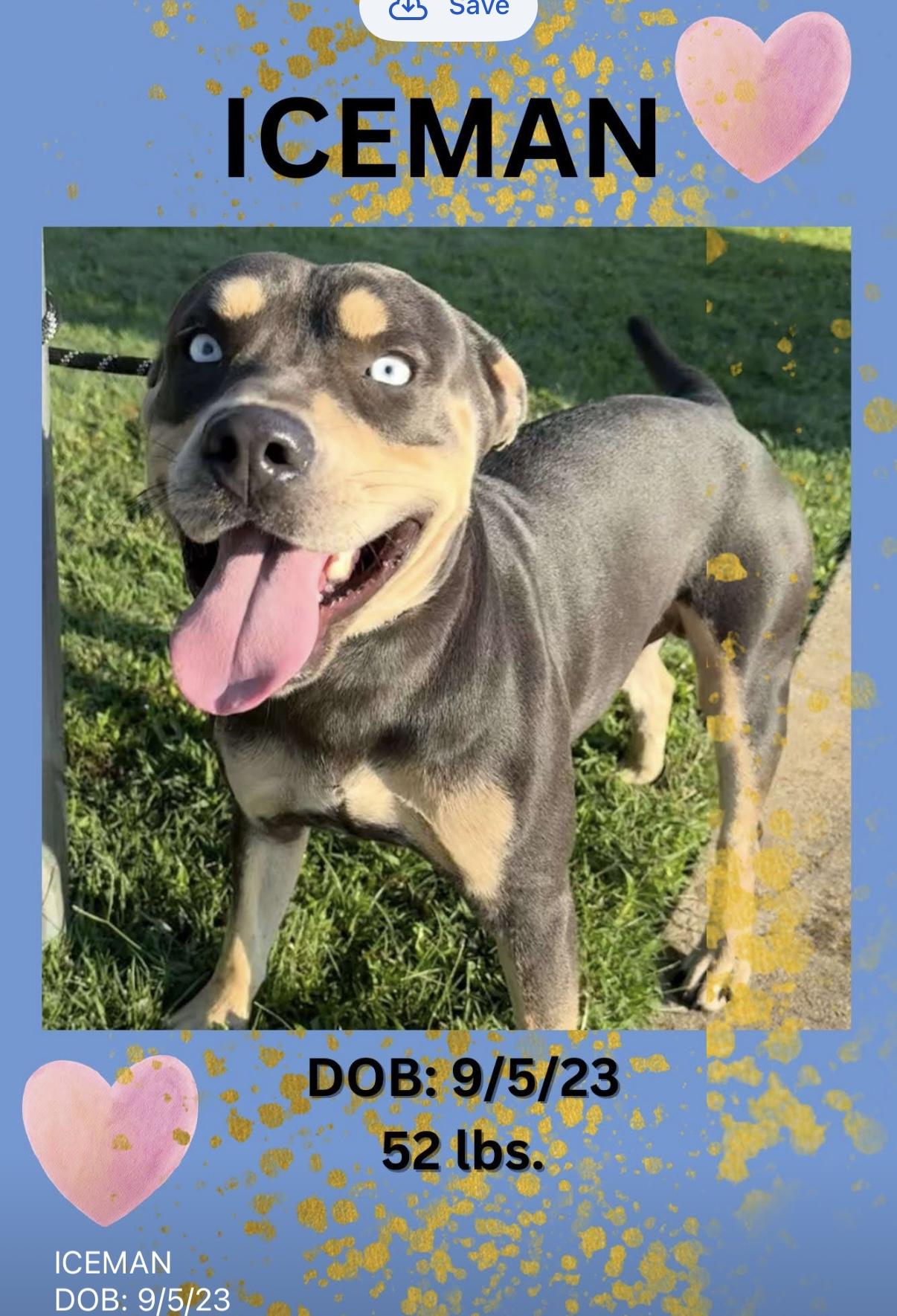 Enlarge Iceman (foster to adopt), a ADOPTABLE mixed breed image 1/1