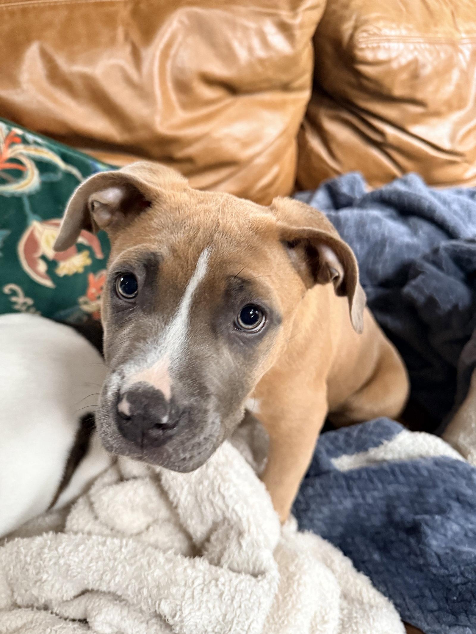 Aurora, a Adoptable Pit Bull Terrier in Sunnyvale, CA image 1/2