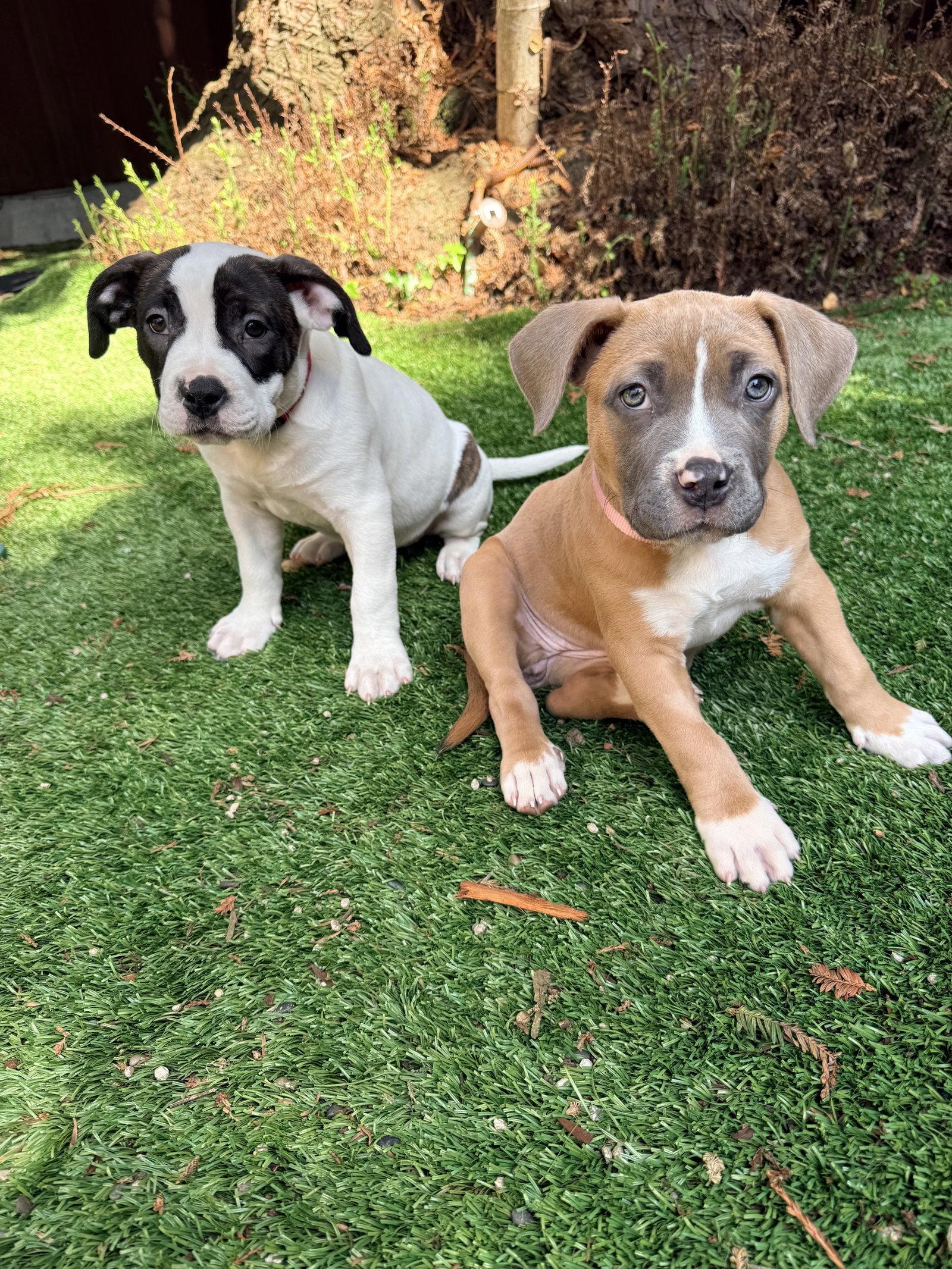 Enlarge Aurora, a Adoptable Pit Bull Terrier in Sunnyvale, CA image 1/1
