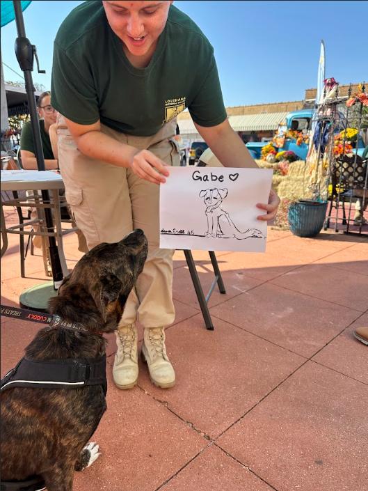 Gabe, ADOPTABLE, Adult Male Mixed Breed.