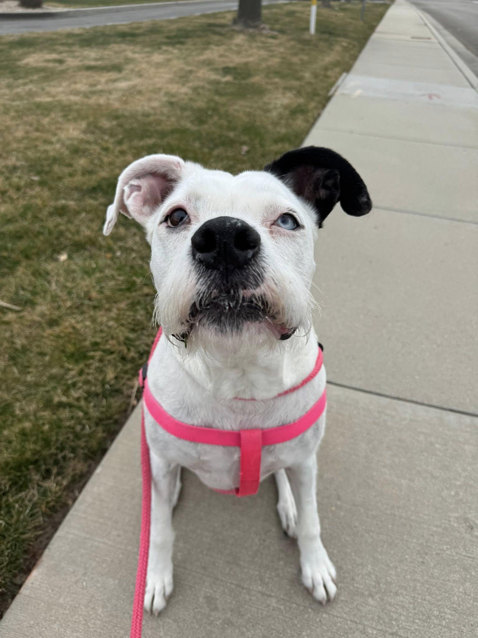 Enlarge SPARKLES, a Adoptable American Bulldog in Jerome, ID image 2/4