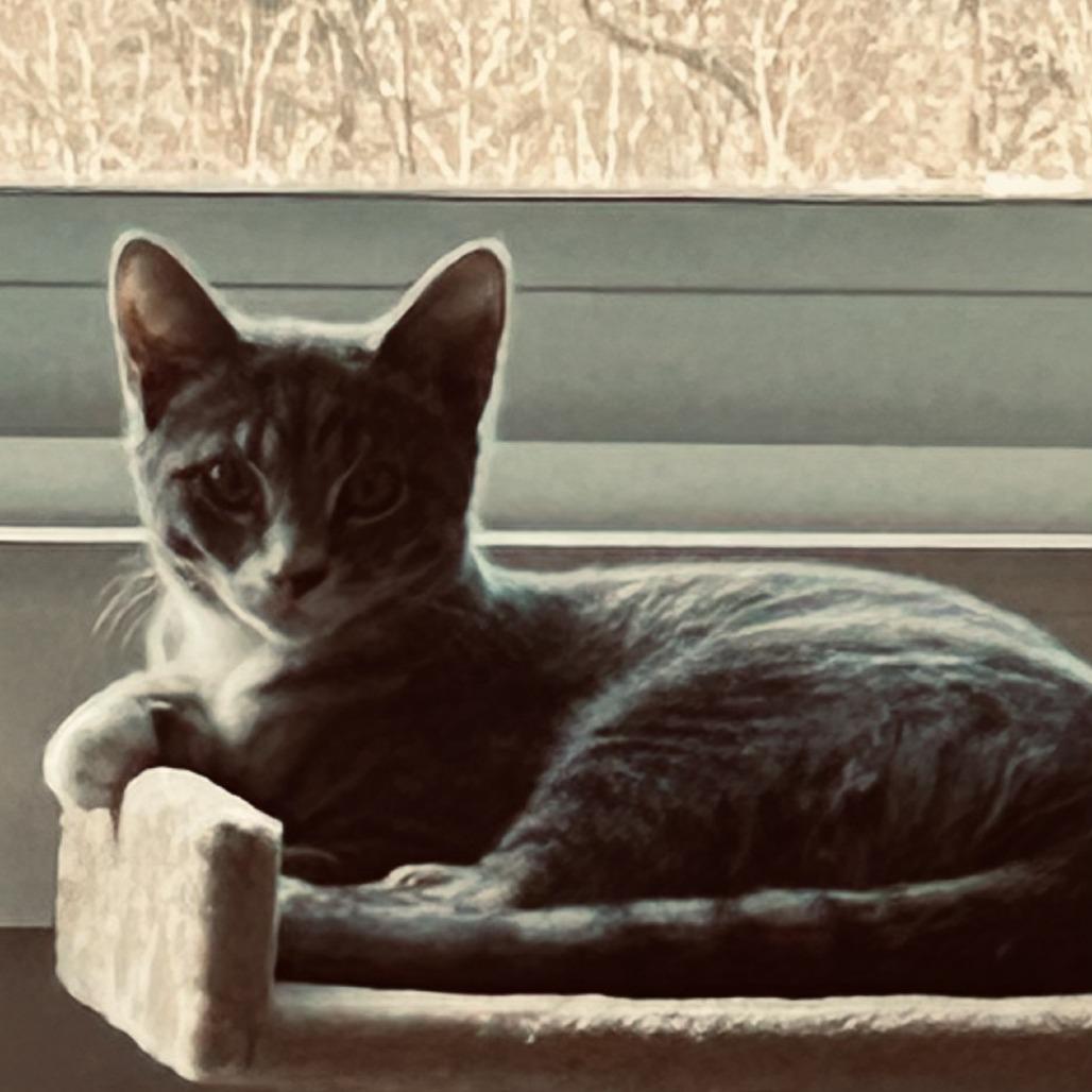 Enlarge grayson, a Adoptable Domestic Short Hair in Natick, MA image 1/5
