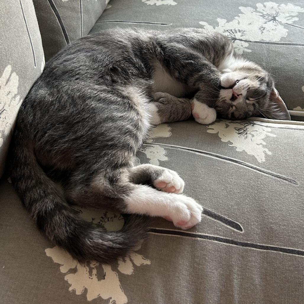 Enlarge grayson, a Adoptable Domestic Short Hair in Natick, MA image 2/5