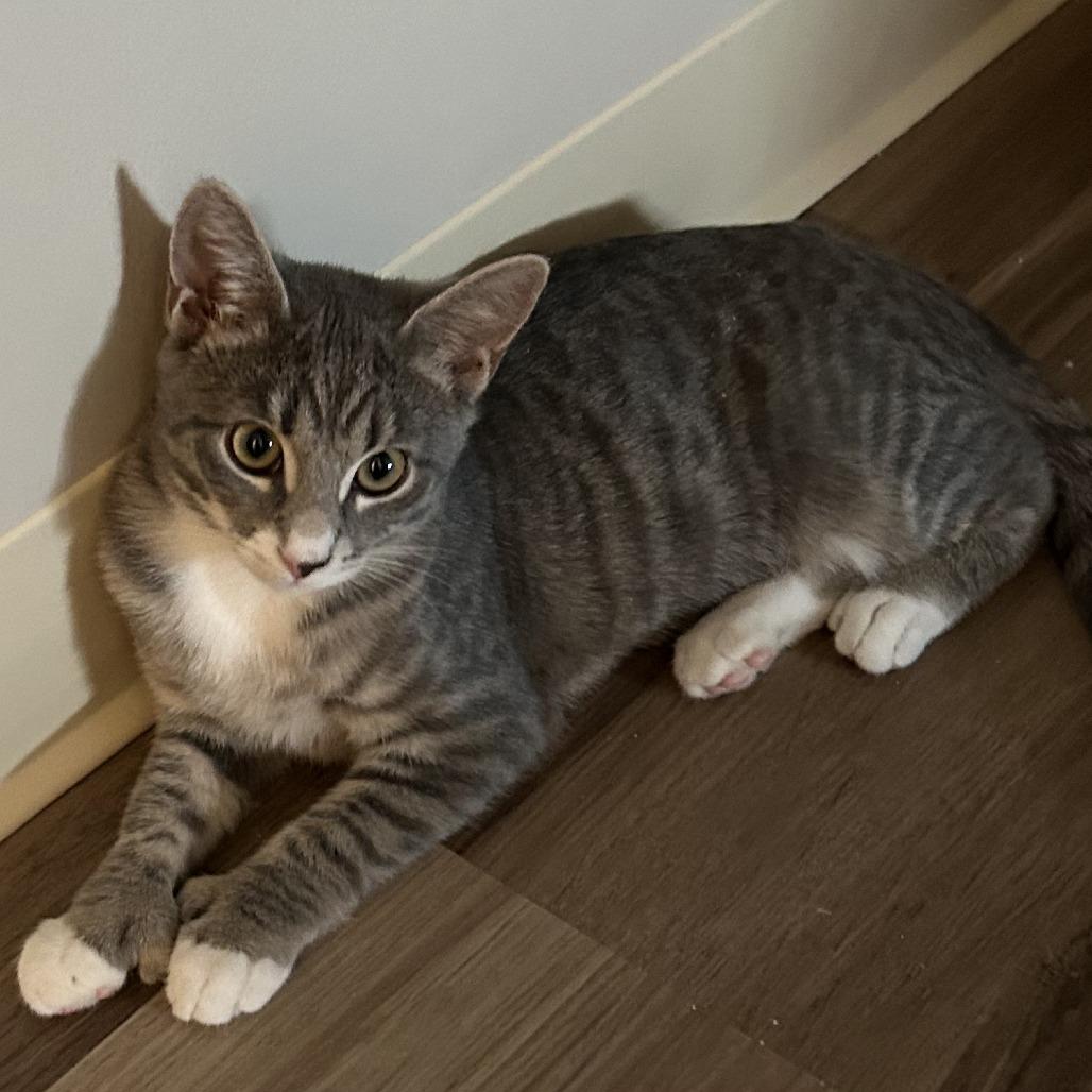 Enlarge grayson, a Adoptable Domestic Short Hair in Natick, MA image 3/5