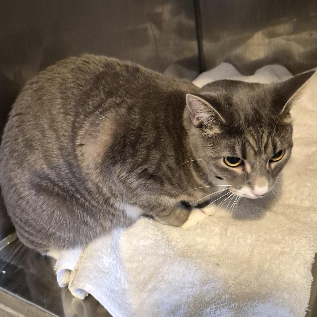 Enlarge grayson, a Adoptable Domestic Short Hair in Natick, MA image 4/5