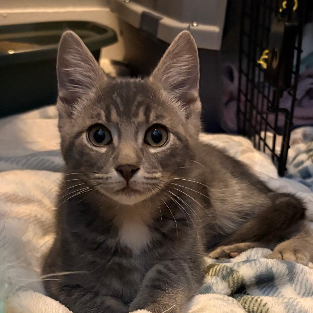 Enlarge grayson, a Adoptable Domestic Short Hair in Natick, MA image 5/5