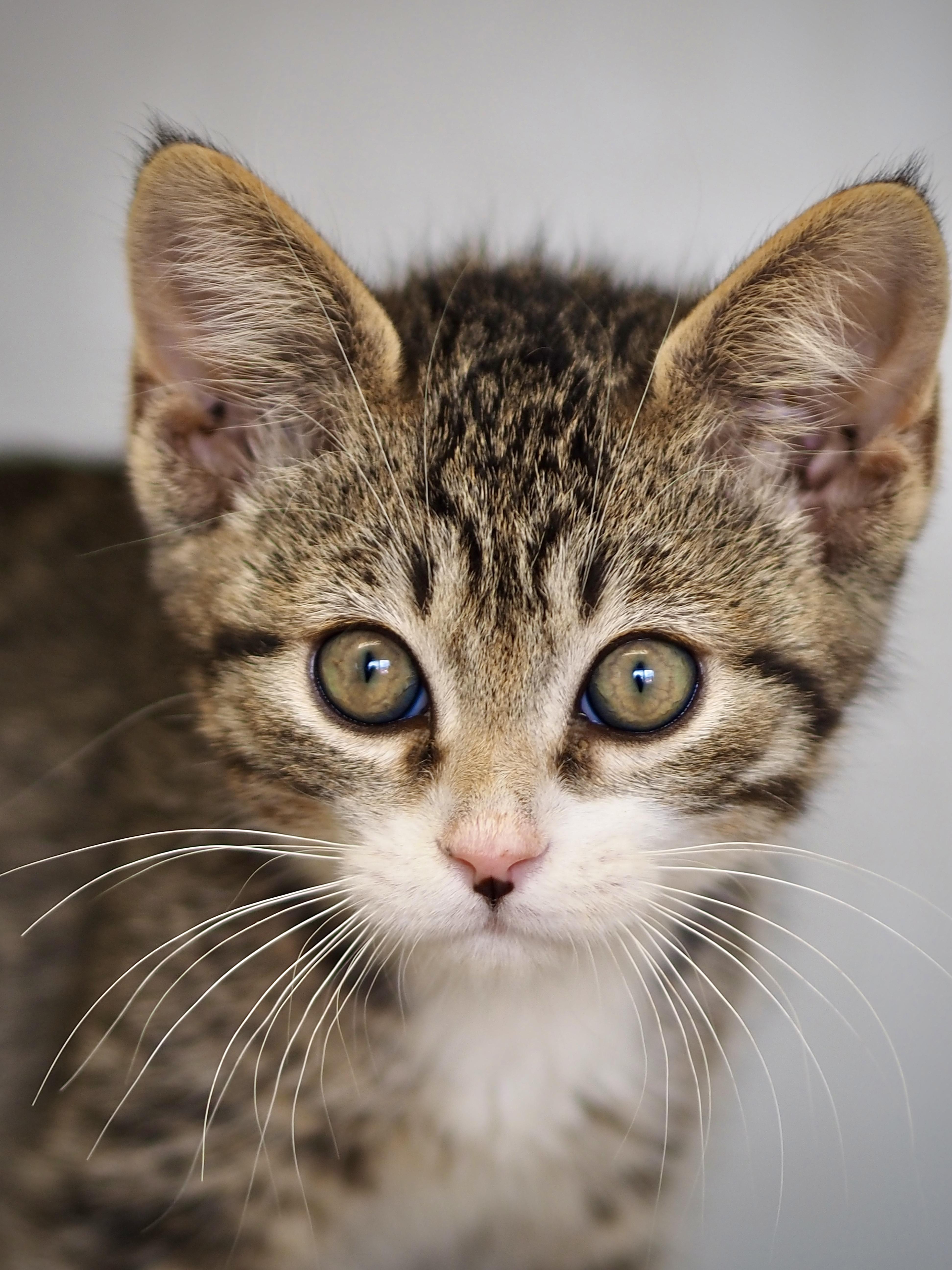 Juliet, adopted, Young Female Domestic Short Hair.