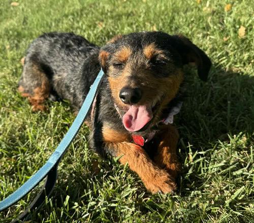 Macy Gray, a Adoptable Dachshund in Pittsburg, CA image 4/4