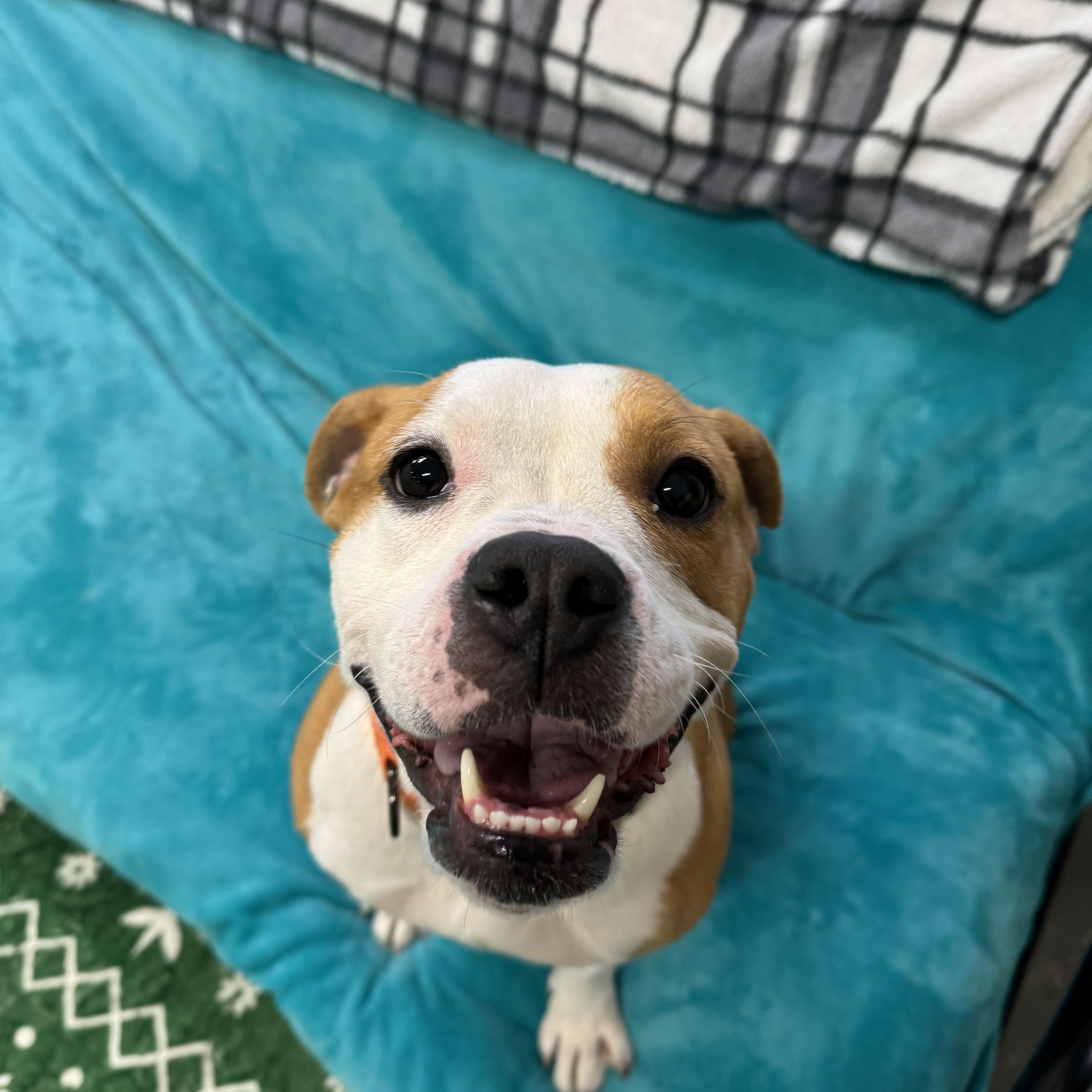 Noodles, ADOPTABLE, Young Female American Bulldog & Pit Bull Terrier.