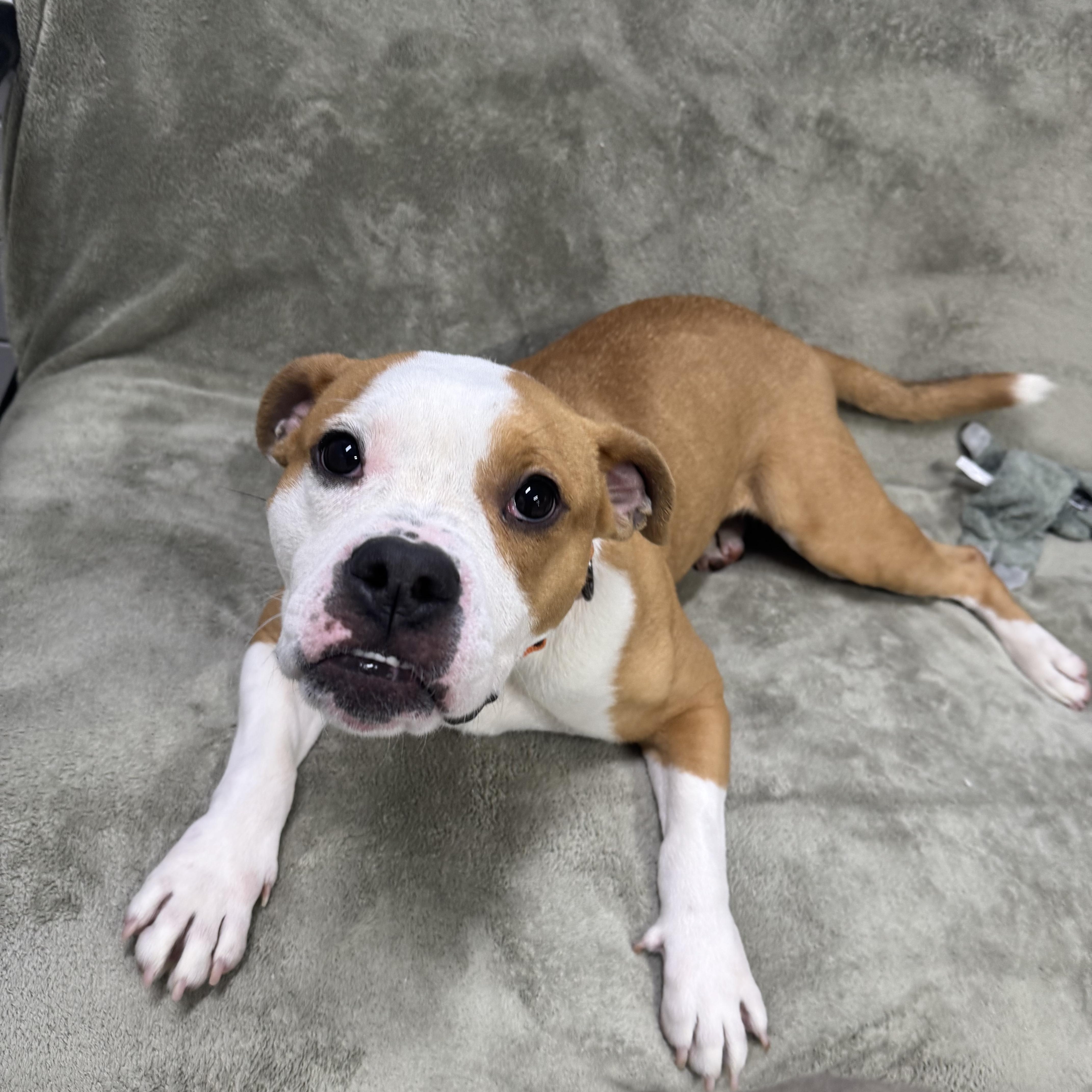 Enlarge Noodles, a ADOPTABLE mixed breed in Youngstown, OH image 6/6