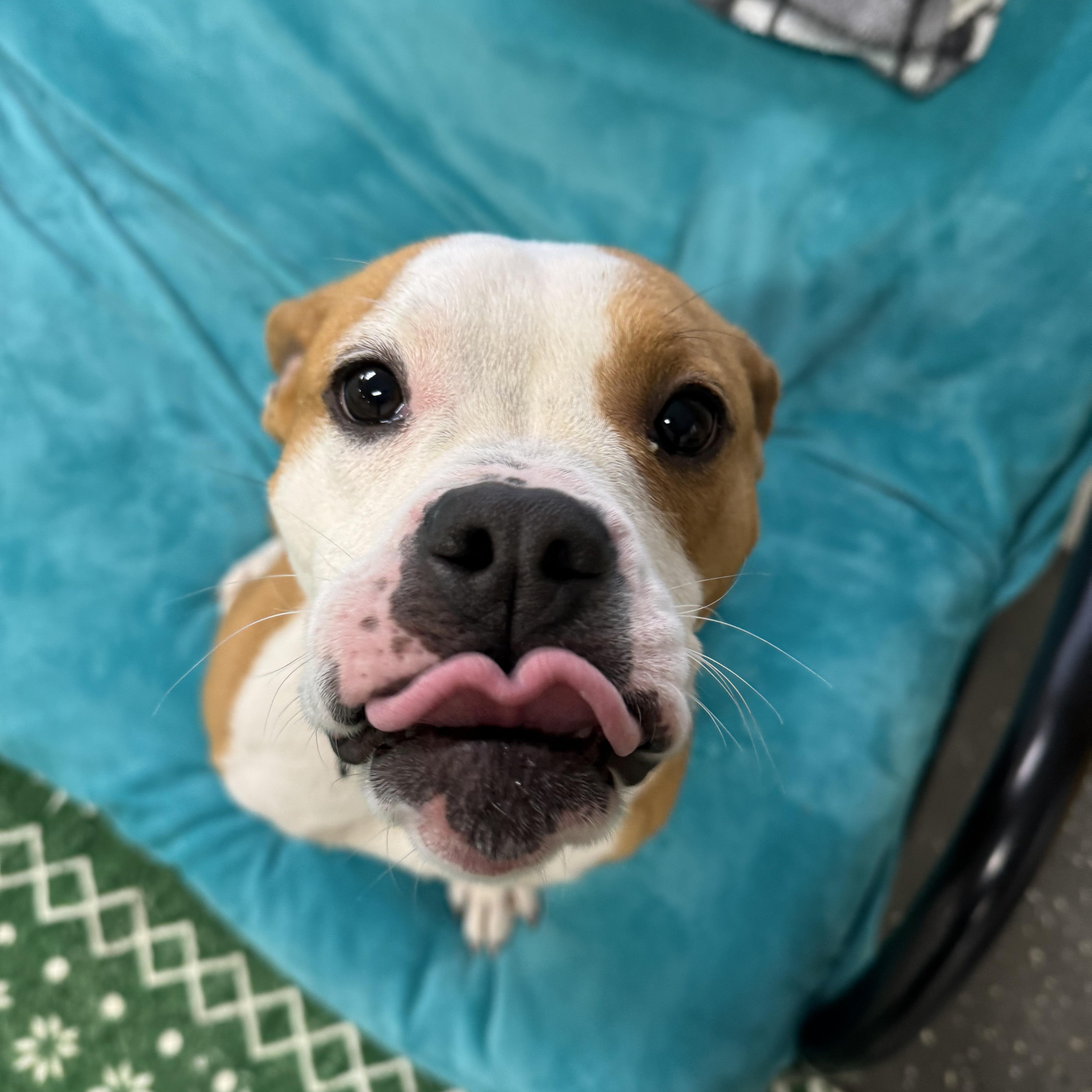 Enlarge Noodles, a ADOPTABLE mixed breed in Youngstown, OH image 3/6