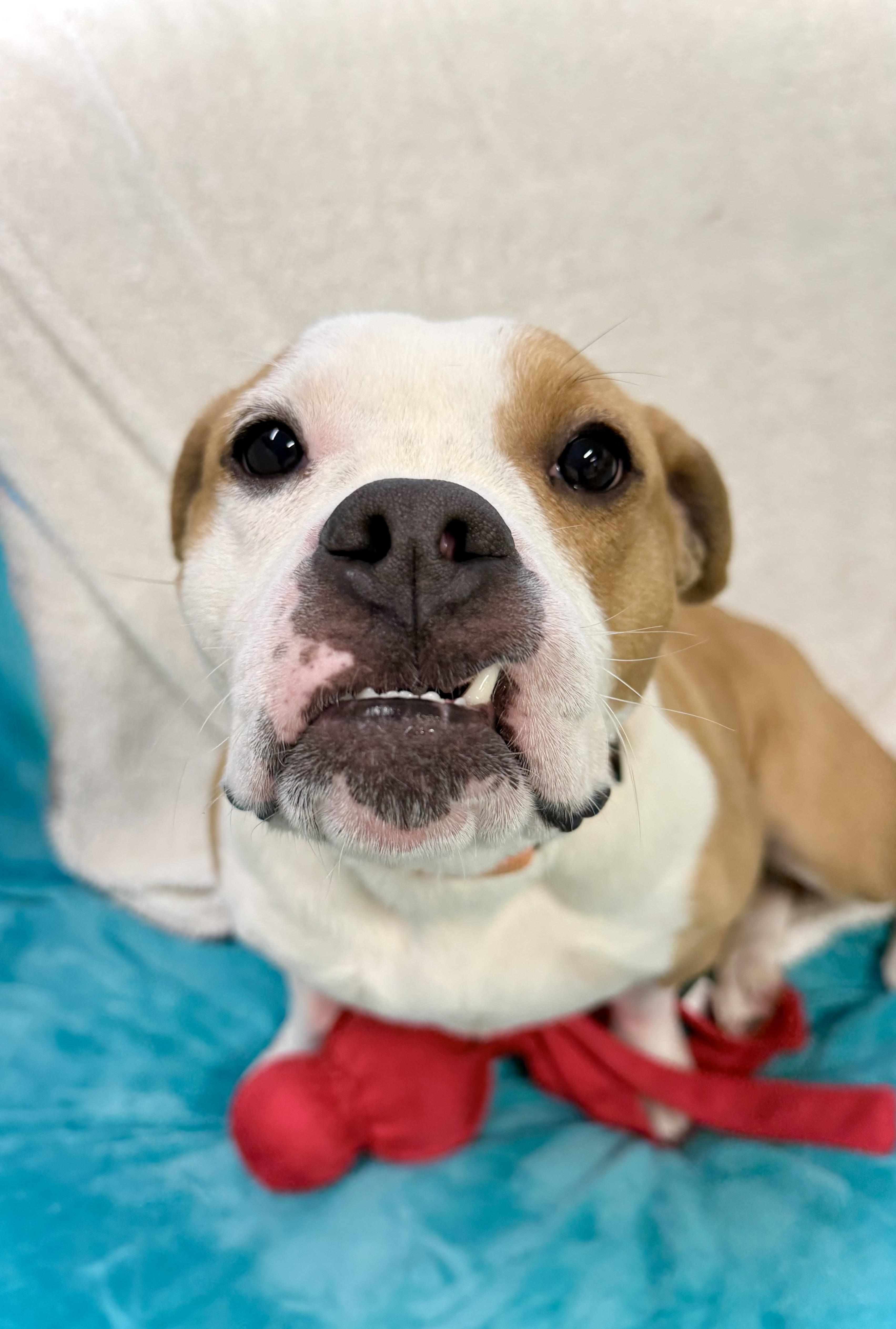 Enlarge Noodles, a ADOPTABLE mixed breed in Youngstown, OH image 4/6