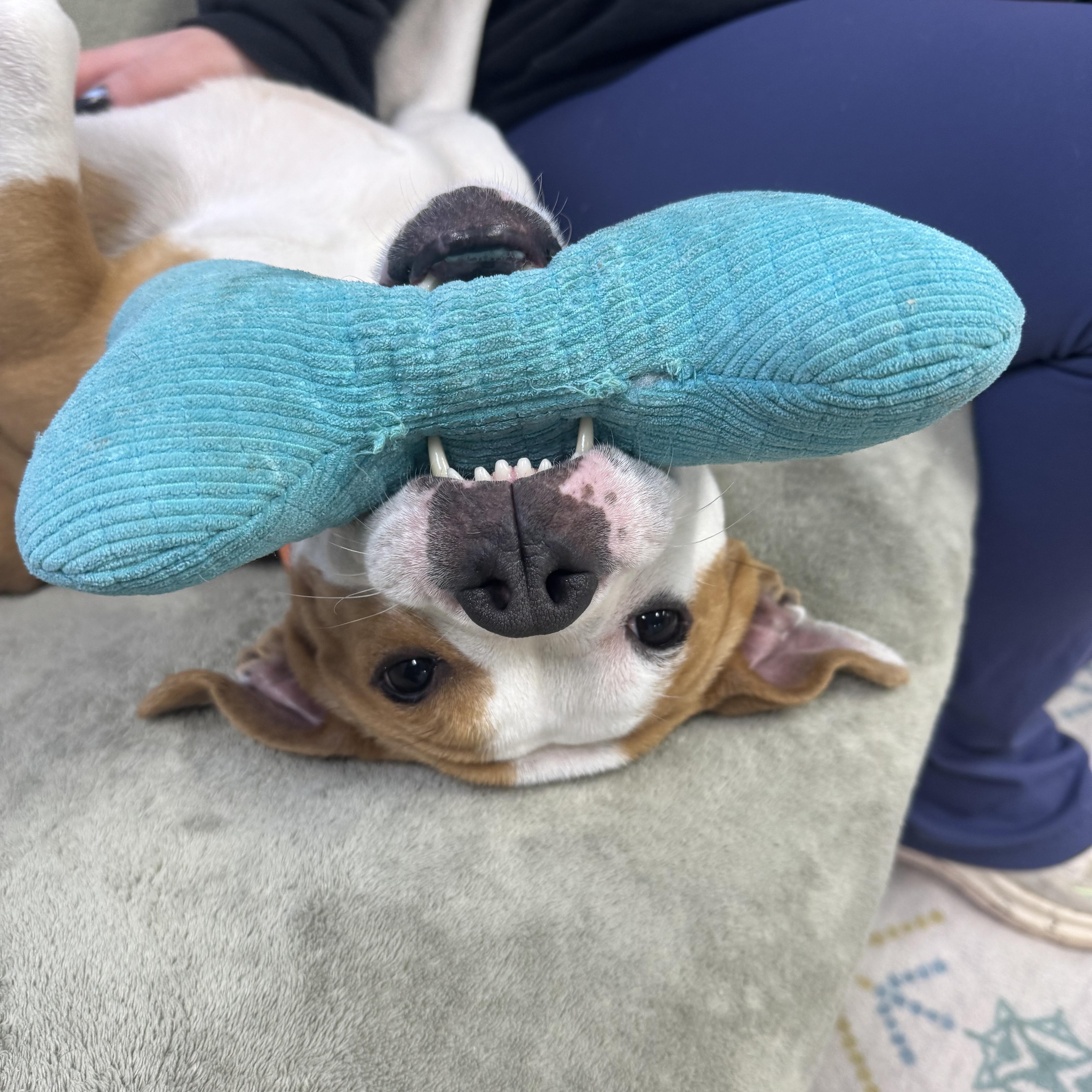 Enlarge Noodles, a ADOPTABLE mixed breed in Youngstown, OH image 2/6