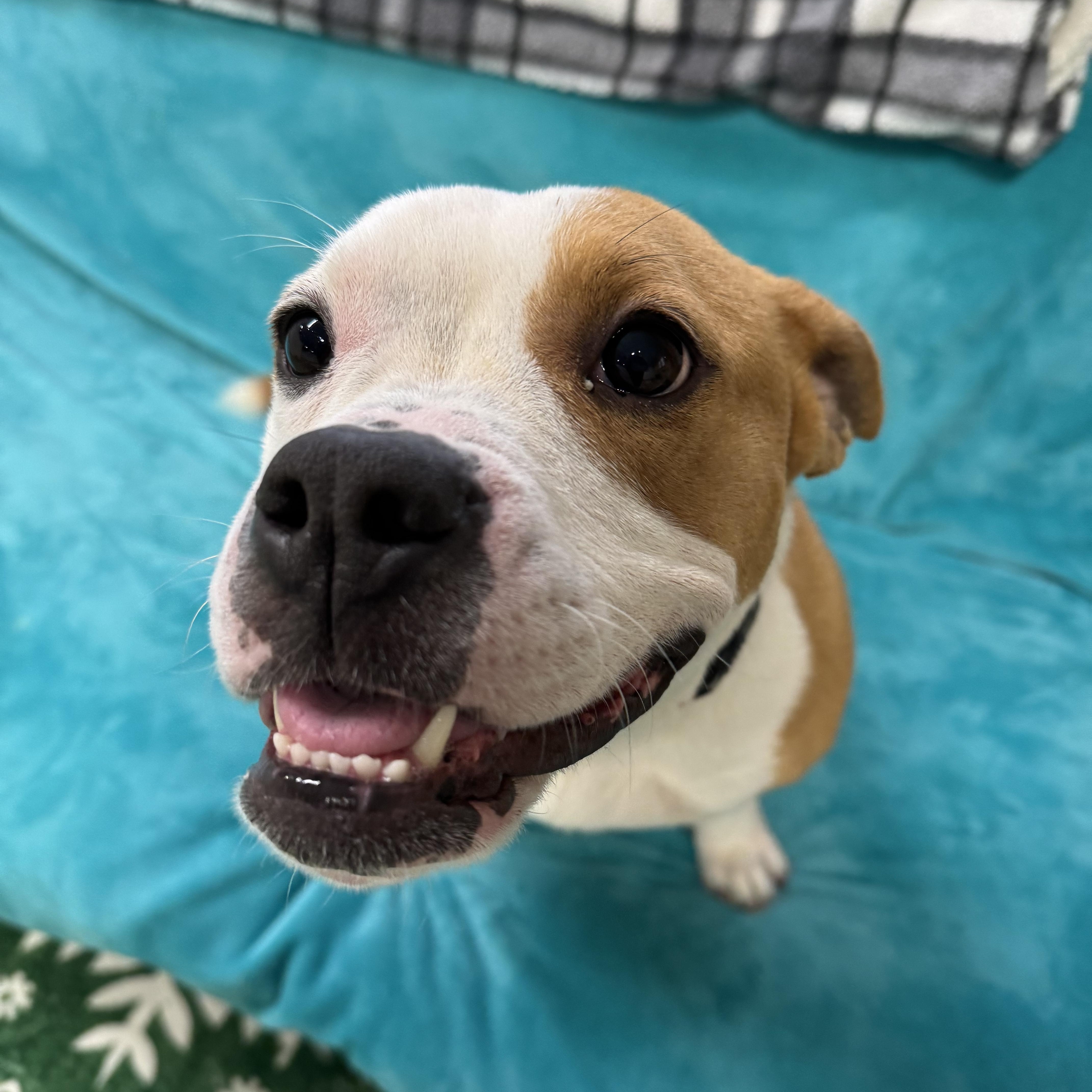 Enlarge Noodles, a ADOPTABLE mixed breed in Youngstown, OH image 5/6