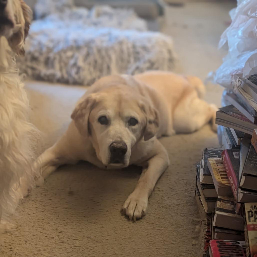 Enlarge Raven - IN FOSTER, a Adoptable Yellow Labrador Retriever in Birdsboro, PA image 2/6