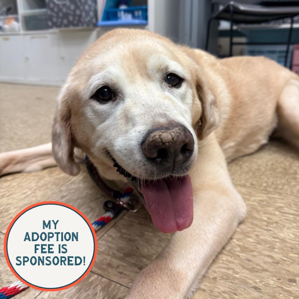 Enlarge Raven - IN FOSTER, a Adoptable Yellow Labrador Retriever in Birdsboro, PA image 3/6