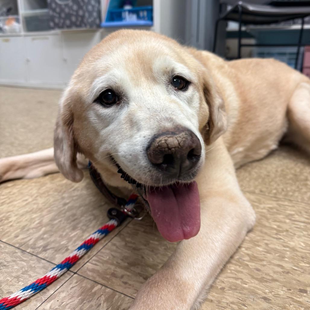 Enlarge Raven - IN FOSTER, a Adoptable Yellow Labrador Retriever in Birdsboro, PA image 4/6
