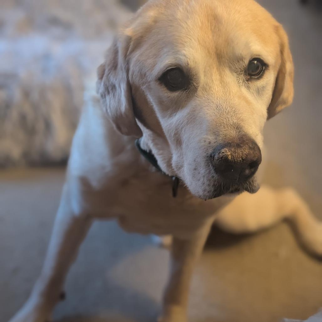 Enlarge Raven - IN FOSTER, a Adoptable Yellow Labrador Retriever in Birdsboro, PA image 5/6