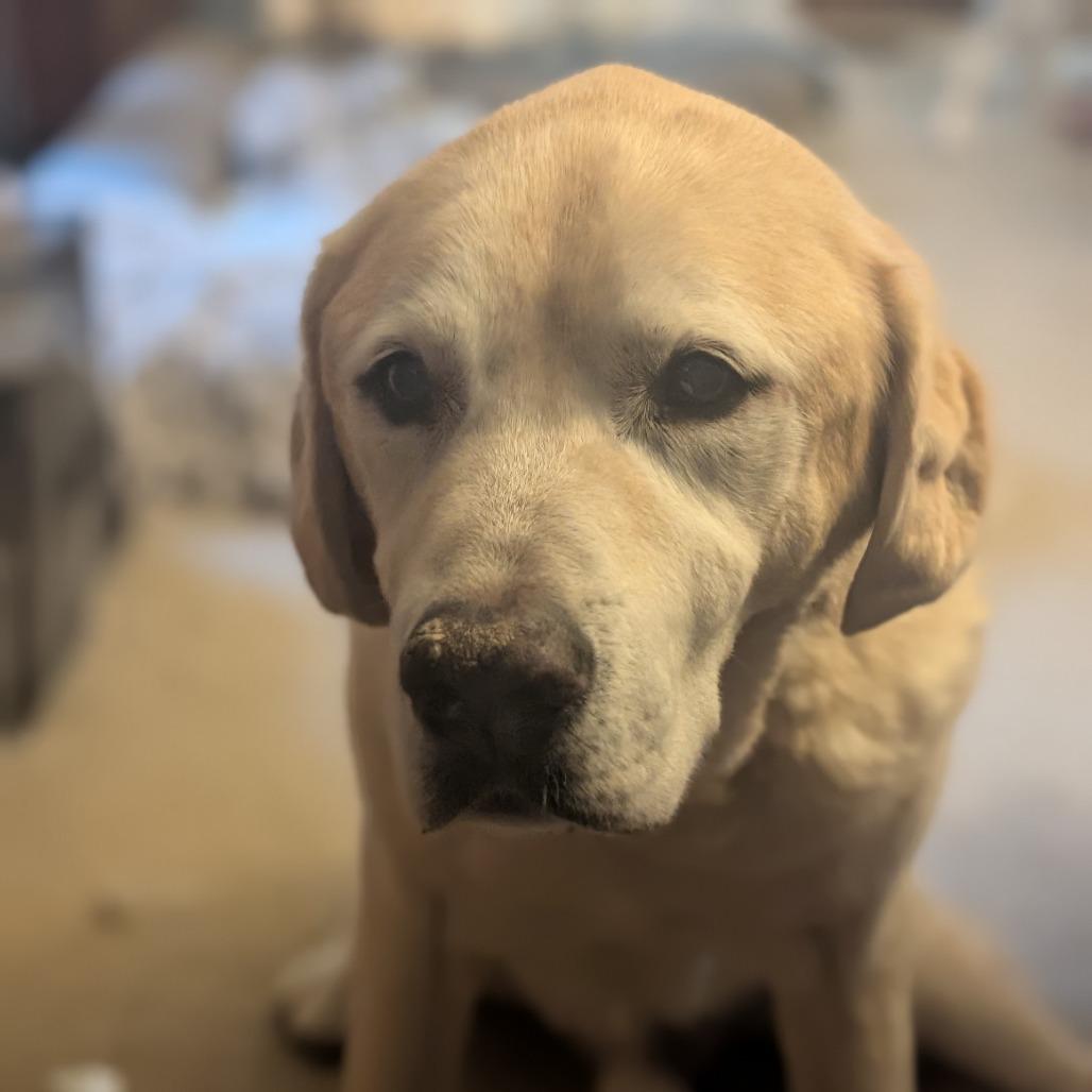 Enlarge Raven - IN FOSTER, a Adoptable Yellow Labrador Retriever in Birdsboro, PA image 6/6
