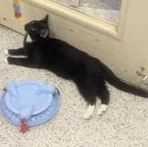 Lacy, a ADOPTABLE Domestic Short Hair in Annapolis, MD image 3/3
