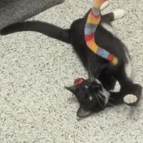 Lacy, a ADOPTABLE Domestic Short Hair in Annapolis, MD image 1/3