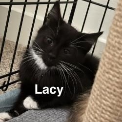 Lacy, ADOPTABLE, Kitten Female Domestic Short Hair.