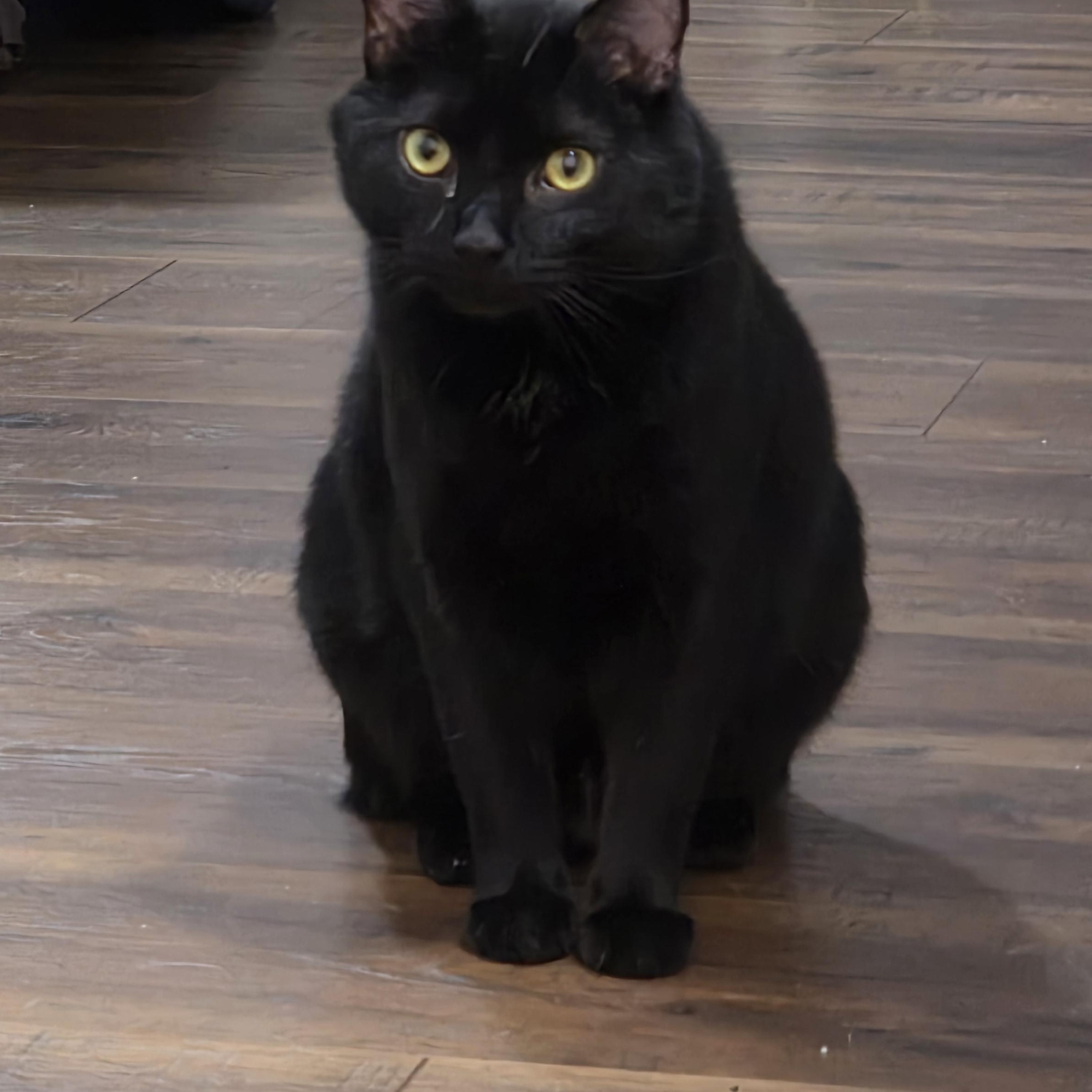 Enlarge Velvet, a Adoptable Domestic Medium Hair in Southbridge , MA image 4/5