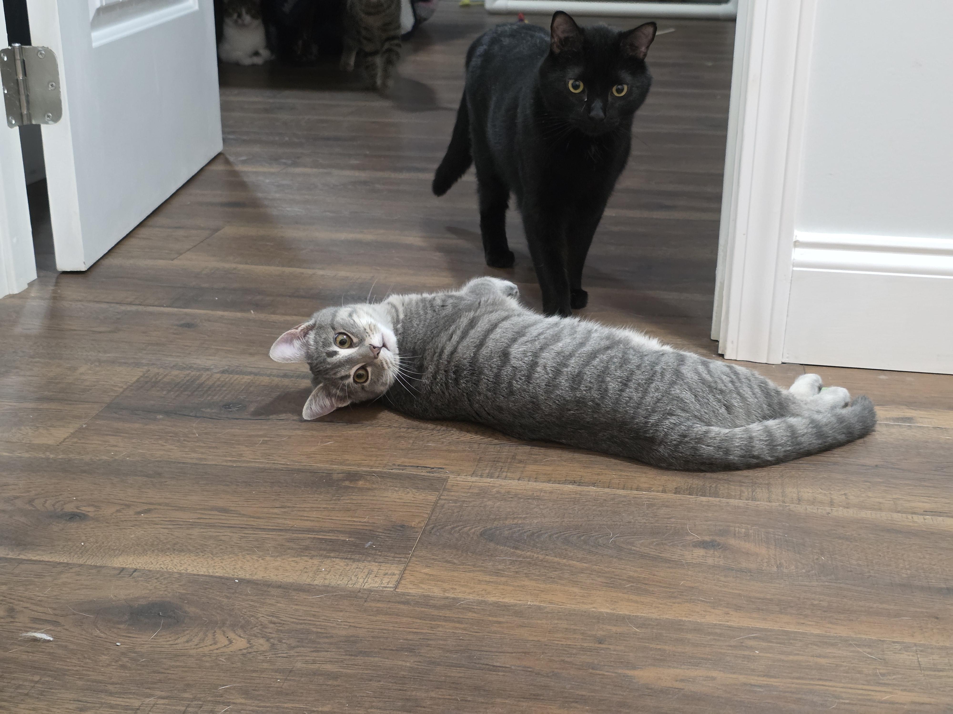 Enlarge Velvet, a Adoptable Domestic Medium Hair in Southbridge , MA image 2/5