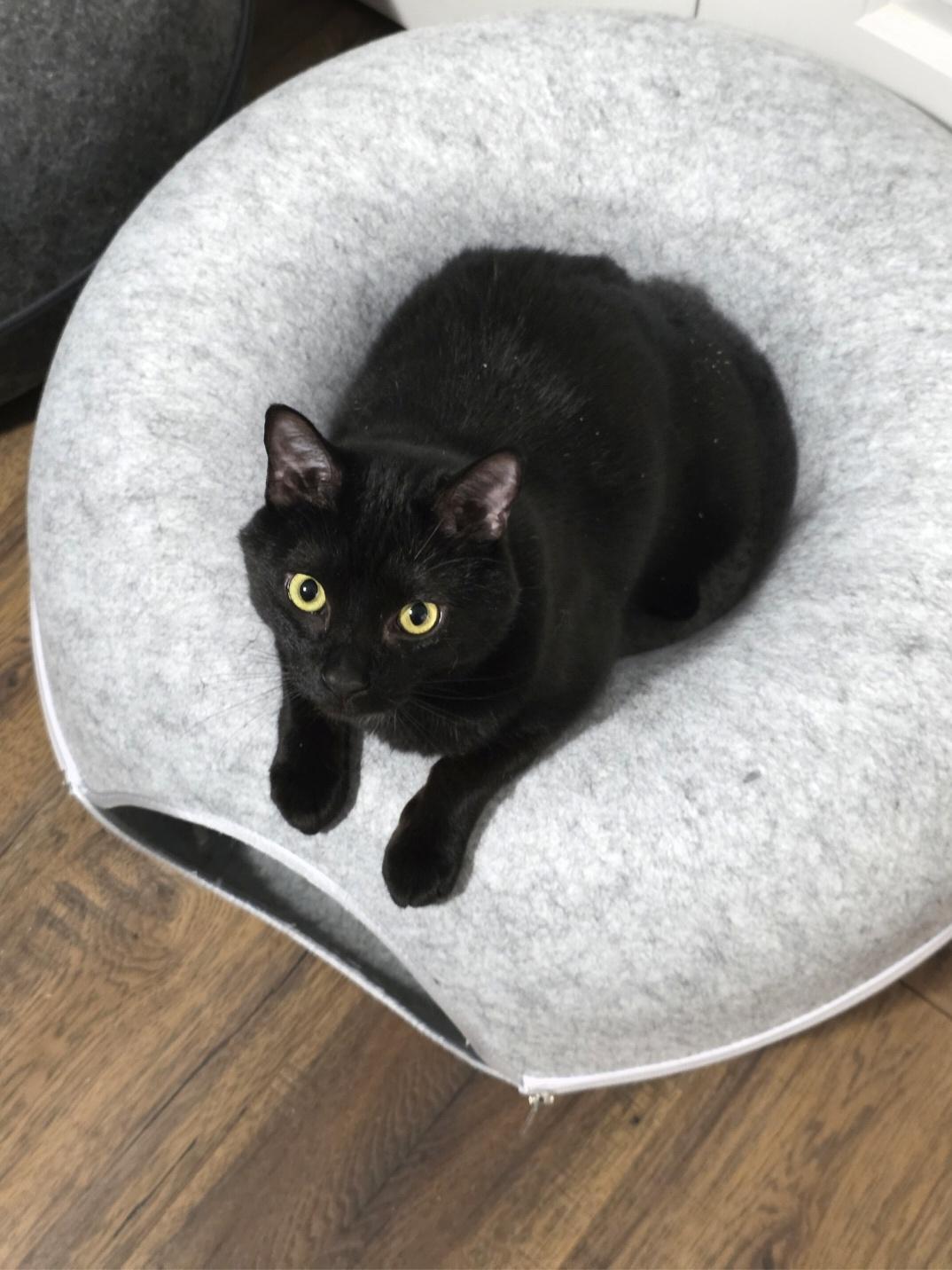 Enlarge Velvet, a Adoptable Domestic Medium Hair in Southbridge , MA image 5/5