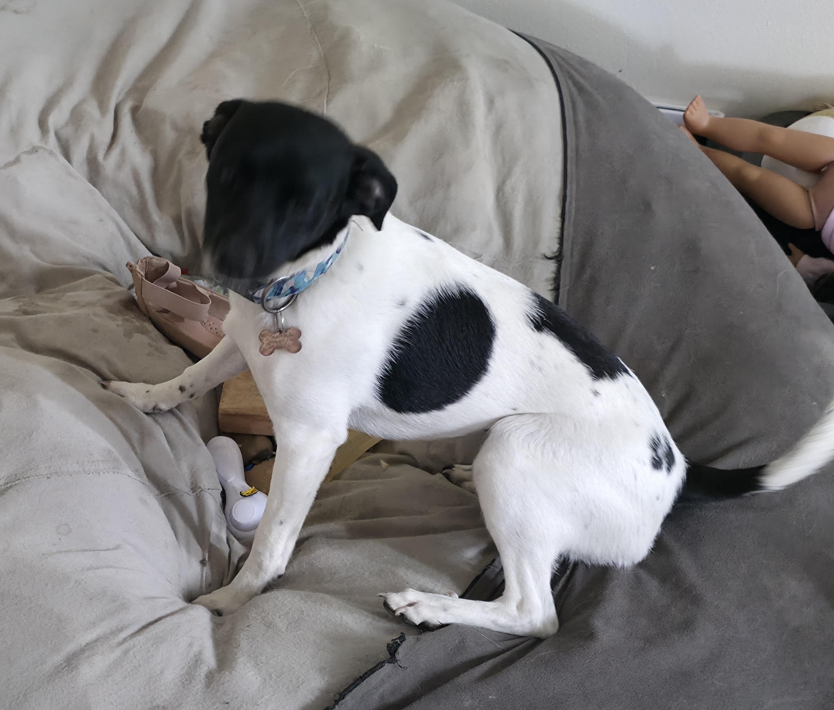 Oreo, adopted, Young Female Chihuahua & Terrier.