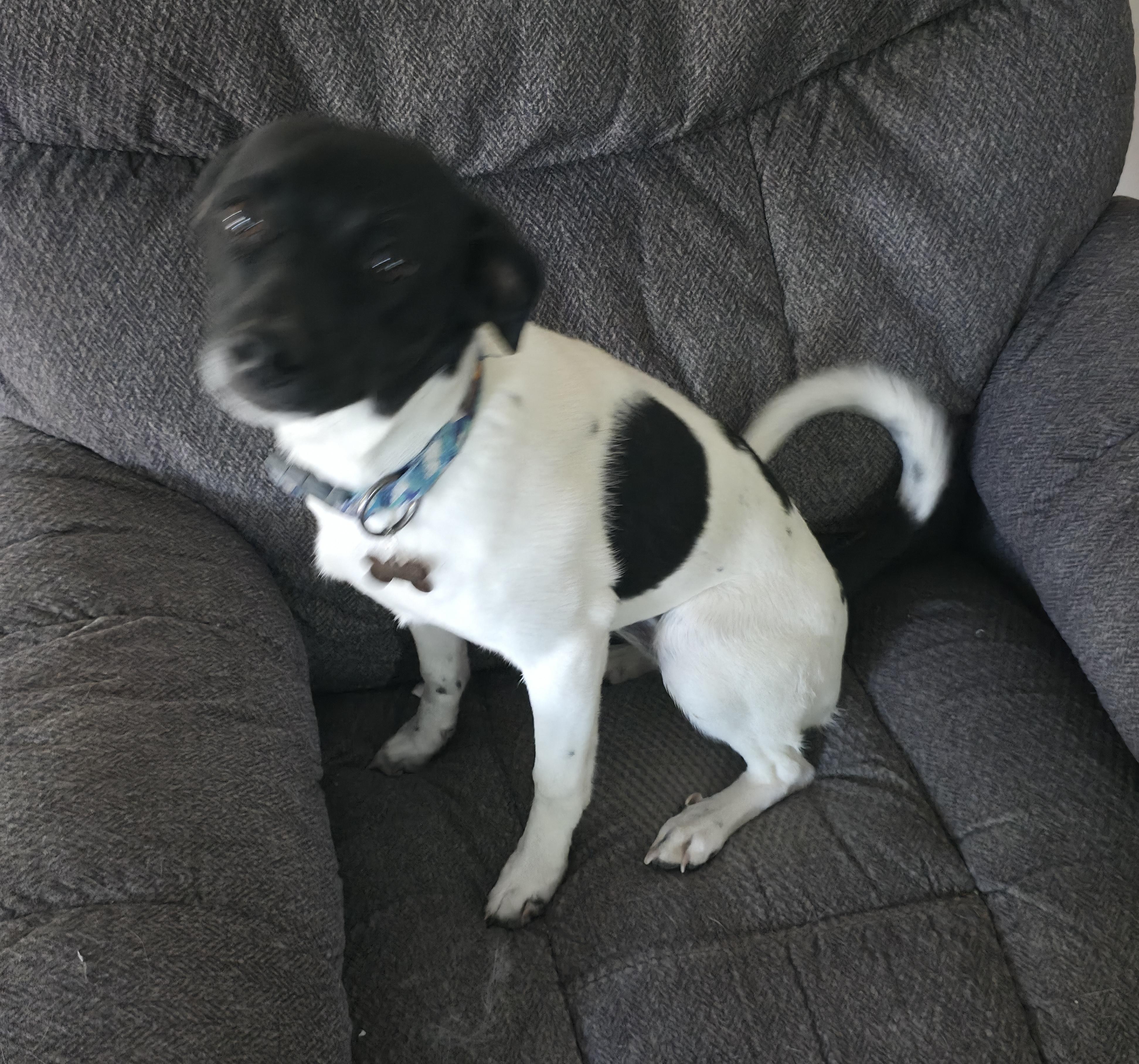 Enlarge Oreo, an adopted mixed breed in Aurora, IL image 3/5