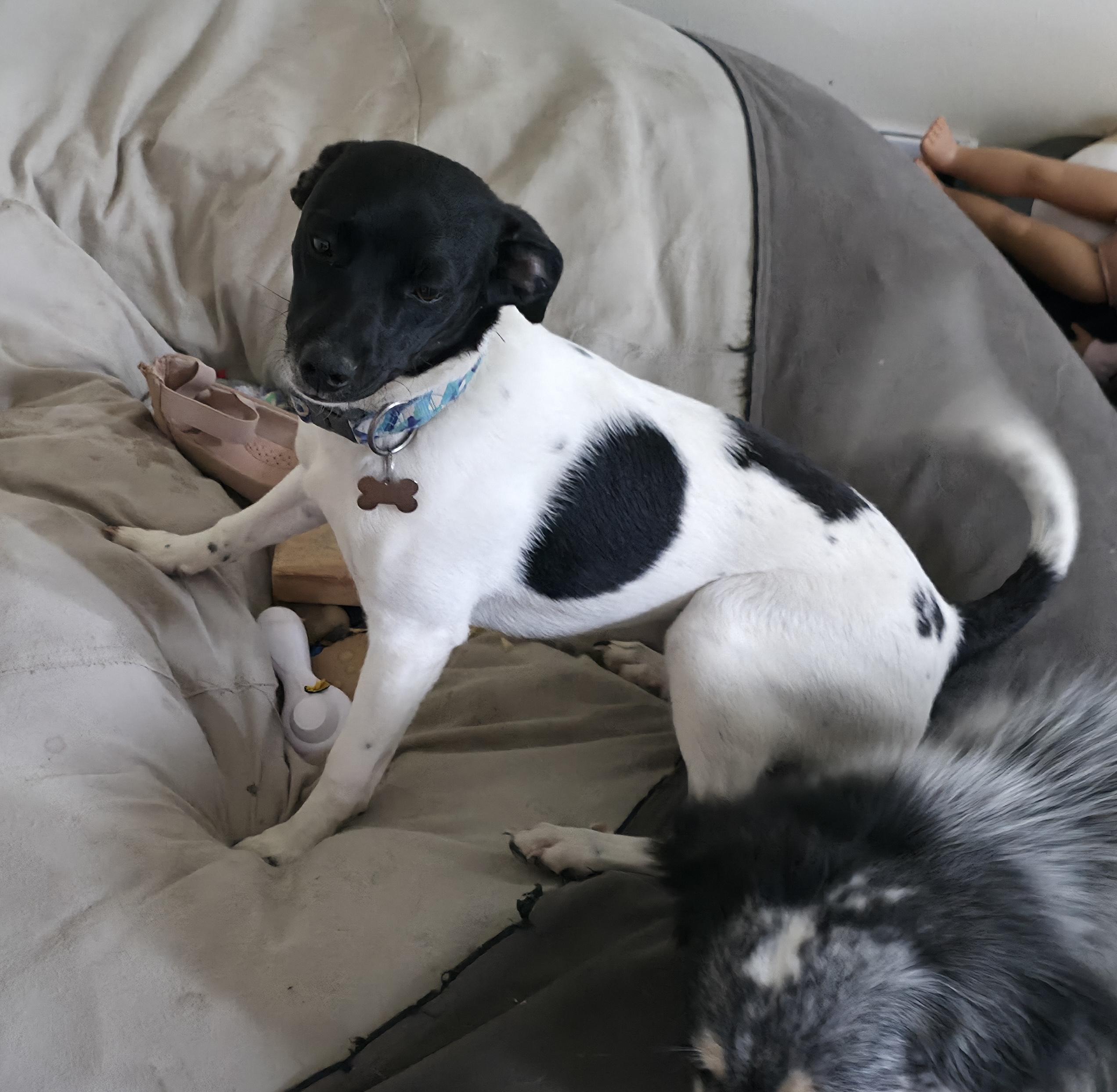 Enlarge Oreo, an adopted mixed breed in Aurora, IL image 5/5