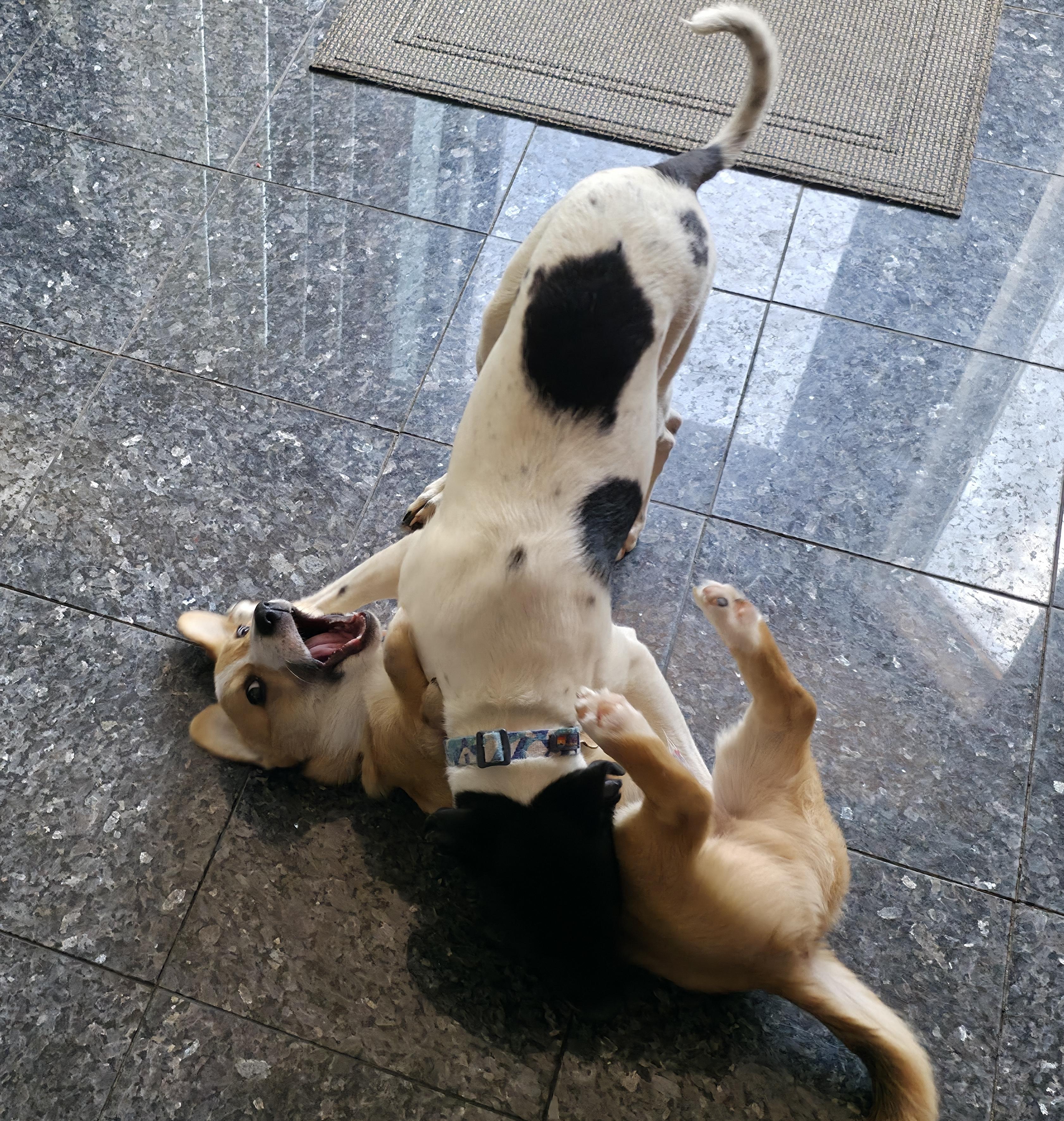 Enlarge Oreo, an adopted mixed breed in Aurora, IL image 4/5