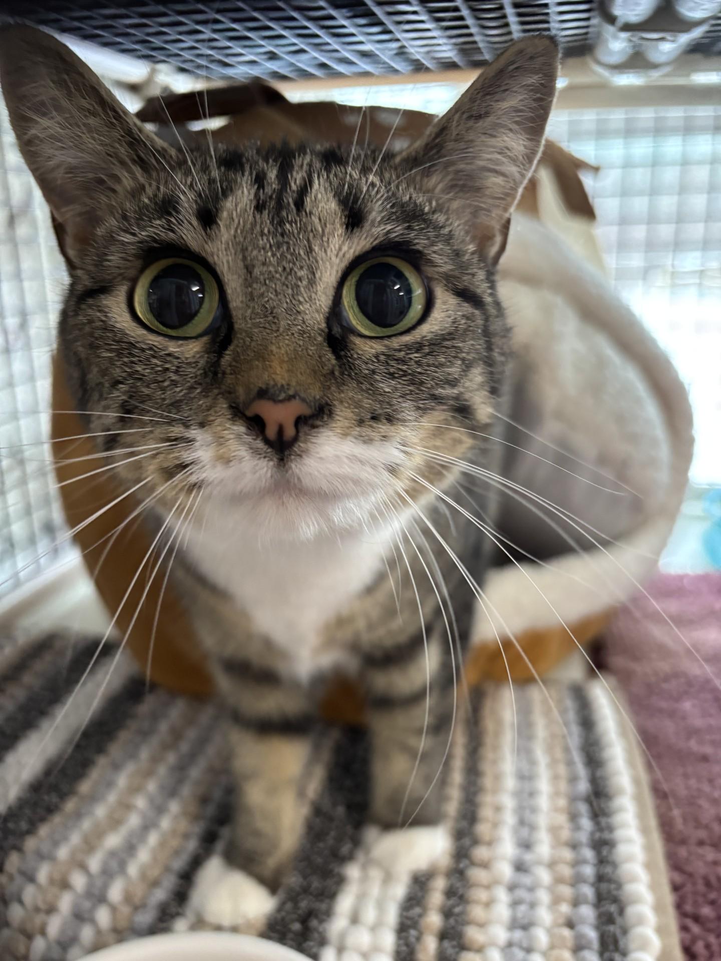Enlarge Lorraine , a ADOPTABLE Domestic Short Hair in Altoona, PA image 1/1