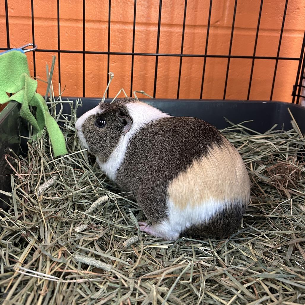 Peanut, Adoptable, Adult Female Guinea Pig.