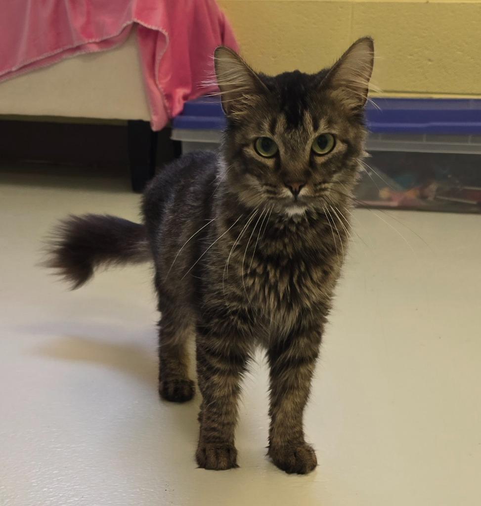 Annie, Adopted, Young Female Domestic Long Hair.
