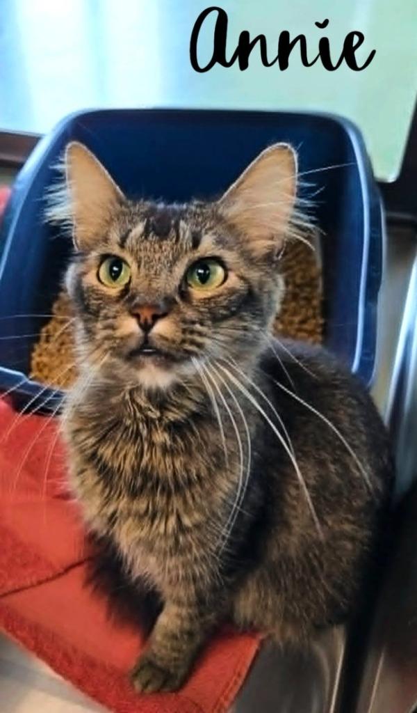 Annie, a Adopted mixed breed in Blountville, TN image 2/2