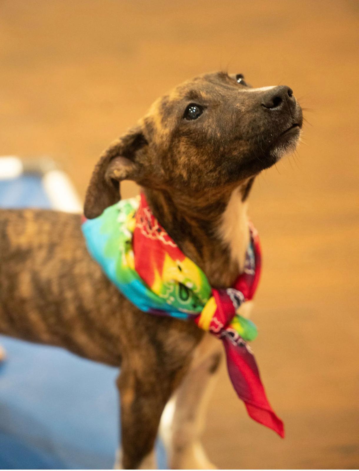 Enlarge Java, a Adoptable mixed breed in Hagerstown, MD image 1/6