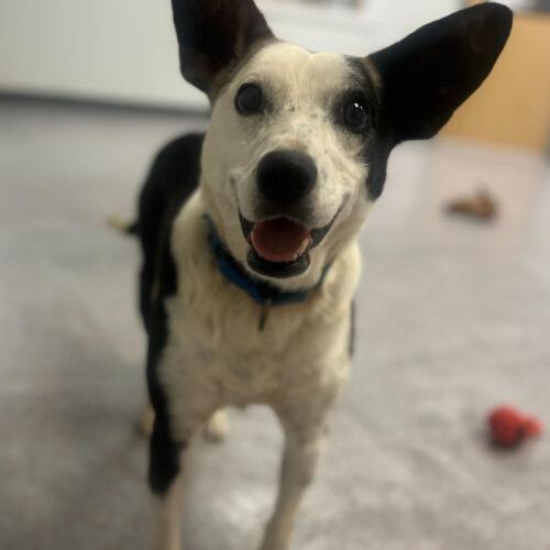 Rolls Royce, Adoptable, Young Male Mixed Breed.