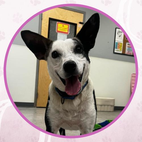 Enlarge Rolls Royce, a Adoptable mixed breed in Toms River, NJ image 2/6