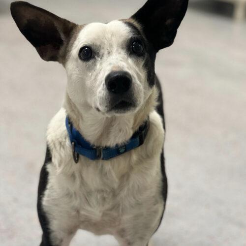 Enlarge Rolls Royce, a Adoptable mixed breed in Toms River, NJ image 4/6