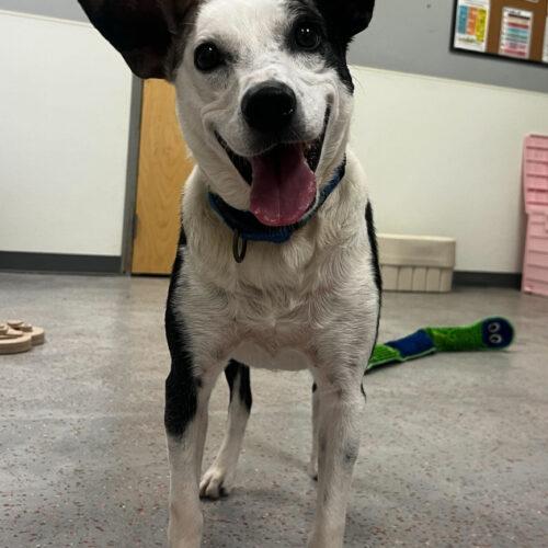 Enlarge Rolls Royce, a Adoptable mixed breed in Toms River, NJ image 5/6