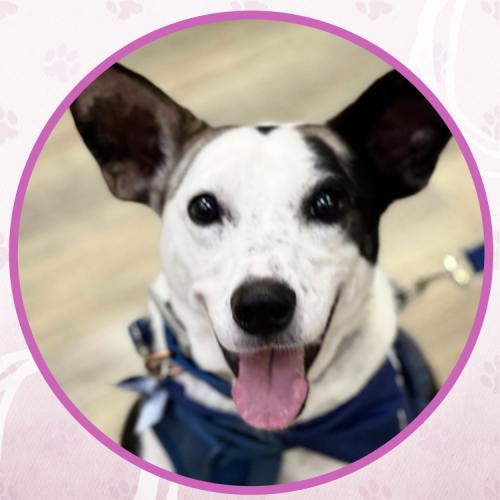 Enlarge Rolls Royce, a Adoptable mixed breed in Toms River, NJ image 6/6