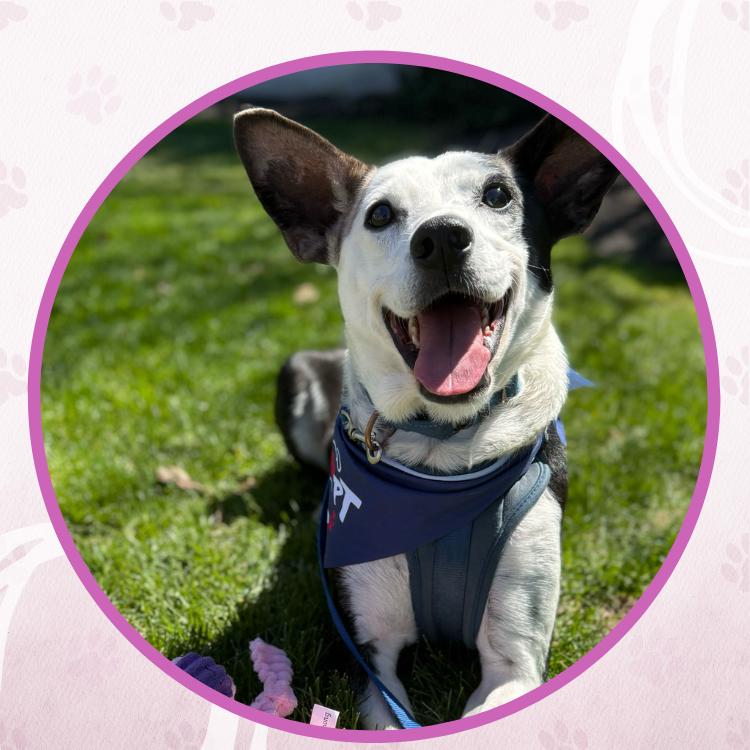 Enlarge Rolls Royce, a Adoptable mixed breed in Toms River, NJ image 6/6