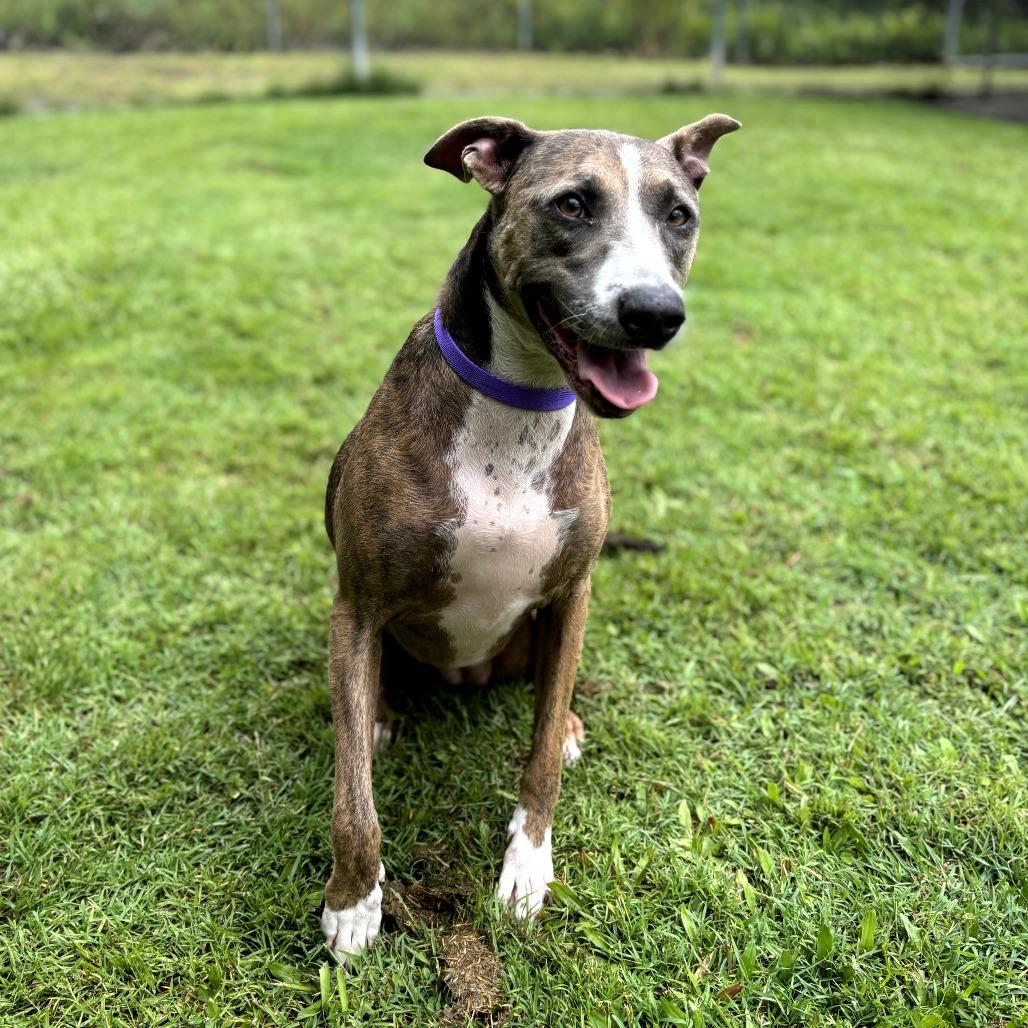 Nalani, Adoptable, Adult Female Catahoula Leopard Dog & Mixed Breed.