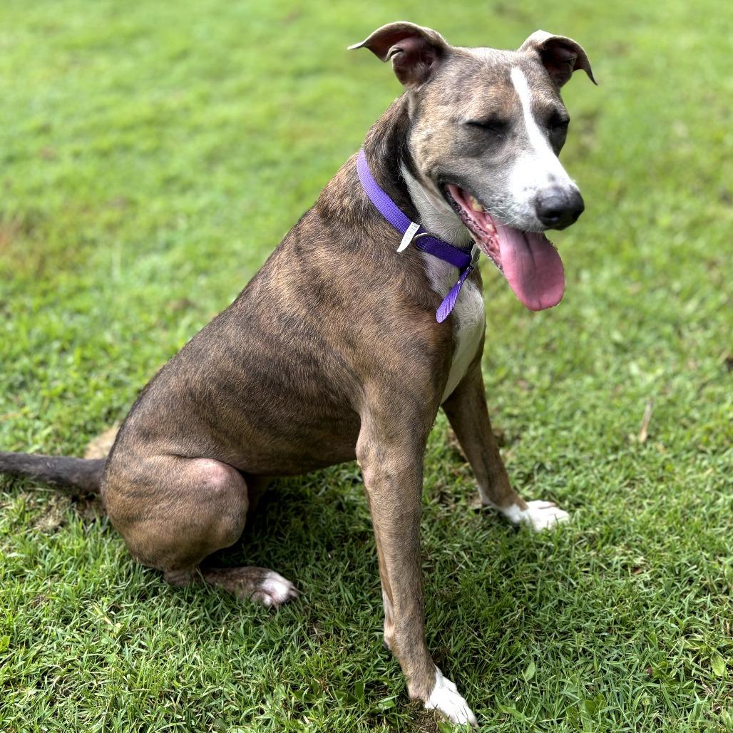 Enlarge Nalani, a Adoptable mixed breed in Keaau, HI image 2/4