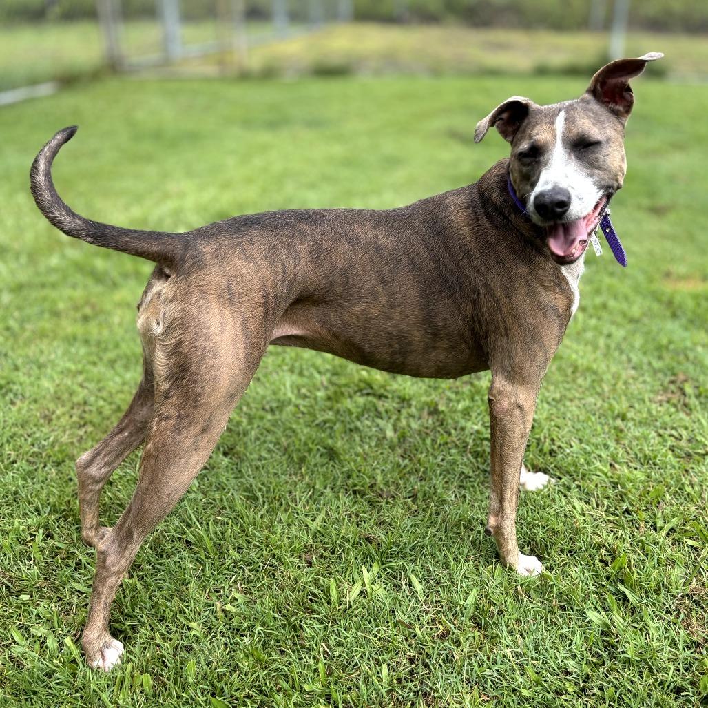 Enlarge Nalani, a Adoptable mixed breed in Keaau, HI image 3/4